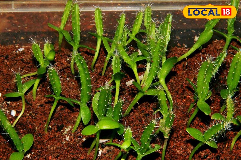 ड्रैगन फ्रूट ड्रैगन फ्रूट