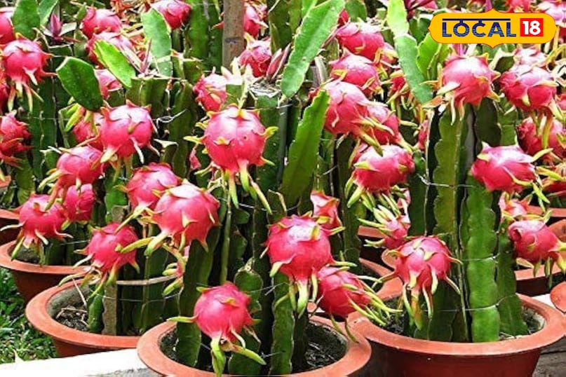 ड्रैगन फ्रूट ड्रैगन फ्रूट