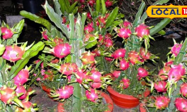 Gardening Tips: क्या आप जानते हैं... छत पर ड्रैगन फ्रूट की खेती से आप कम मेहनत में बढ़ा सकते हैं अपनी आय!