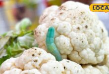 Tips and Tricks: स्वाद से पहले सफाई जरूरी, जानिए गोभी के छिपे कीड़ों को खत्म करने के आसान और घरेलू नुस्खे