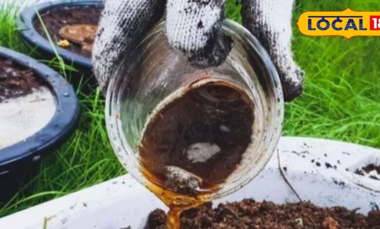 Agriculture News : केंचुओं ने कर दिखाया कमाल! वर्मी वॉश से मिट्टी बन रही सोना, फसलें दे रहीं दोगुना उत्पादन