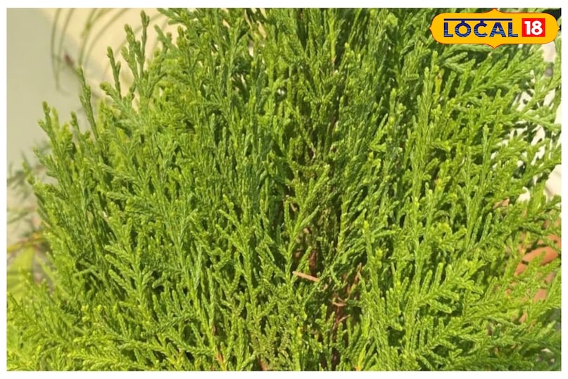 मोरपंख का पौधा मोरपंख का पौधा