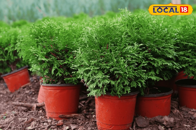 मोरपंख का पौधा मोरपंख का पौधा