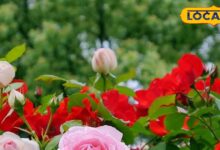 गुलाब के पौधे लगाने का सही समय और देखभाल के आसान टिप्स.