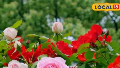 गुलाब के पौधे लगाने का सही समय और देखभाल के आसान टिप्स.