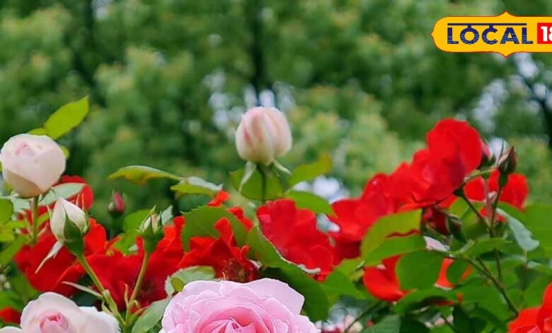 गुलाब के पौधे लगाने का सही समय और देखभाल के आसान टिप्स.