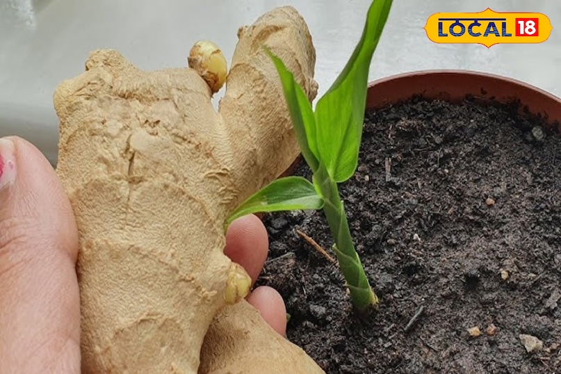 अदरक अदरक