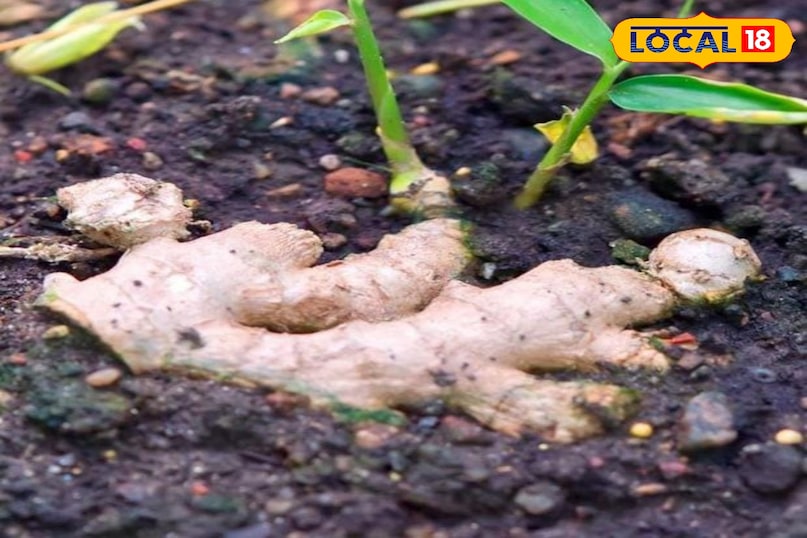 अदरक अदरक