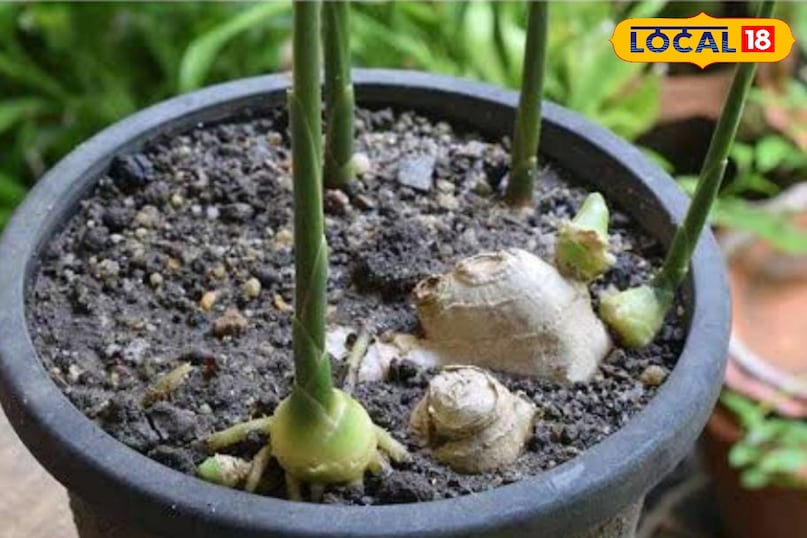 अदरक अदरक