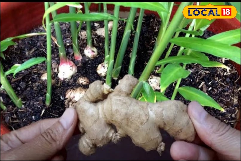 अदरक अदरक