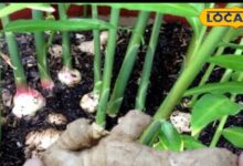 Gardening Tips : महंगे अदरक ने बढ़ाई टेंशन, गृहणी का जादुई तरीका वायरल - घर की छत पर उगाएं ताजा अदरक!