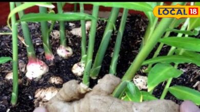 Gardening Tips : महंगे अदरक ने बढ़ाई टेंशन, गृहणी का जादुई तरीका वायरल - घर की छत पर उगाएं ताजा अदरक!