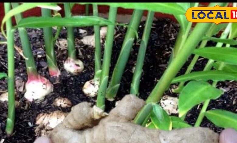 Gardening Tips : महंगे अदरक ने बढ़ाई टेंशन, गृहणी का जादुई तरीका वायरल - घर की छत पर उगाएं ताजा अदरक!