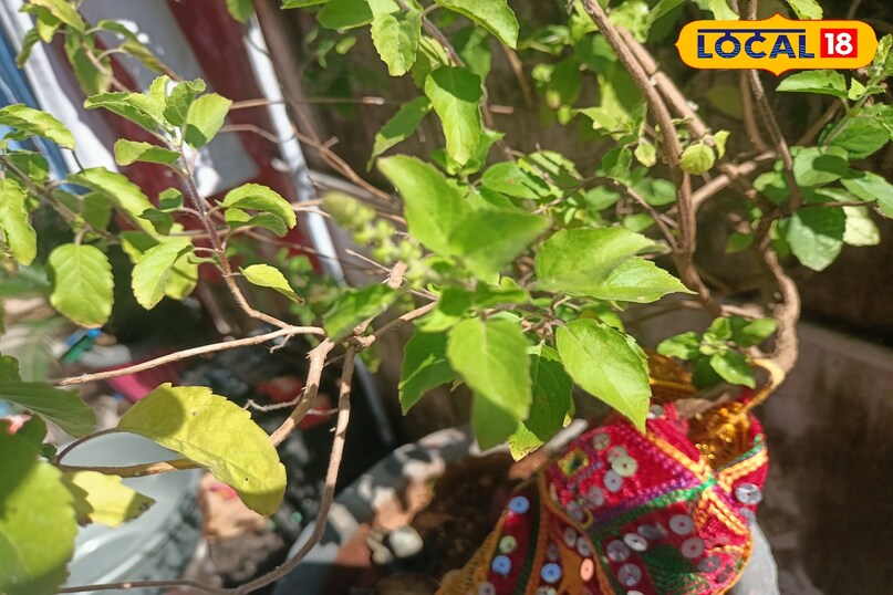 तुलसी का पौधा 