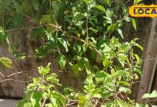 Gardening Tips:तुलसी का पौधा सर्दियों में सूखने लगा? अपनाएं ये देसी तरीका, फिर से हो जाएगा हरा-भरा - Rajasthan News