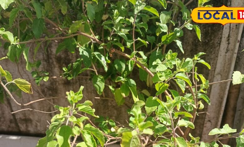 Gardening Tips:तुलसी का पौधा सर्दियों में सूखने लगा? अपनाएं ये देसी तरीका, फिर से हो जाएगा हरा-भरा - Rajasthan News