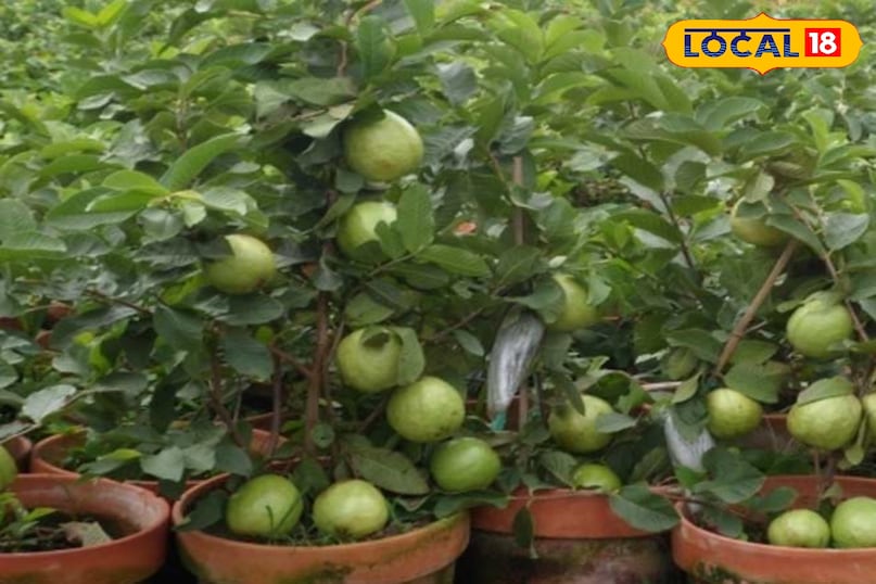 किचन गार्डन में अमरूद लगाएं: आसान तरीका, कम मेहनत और ज्यादा फल