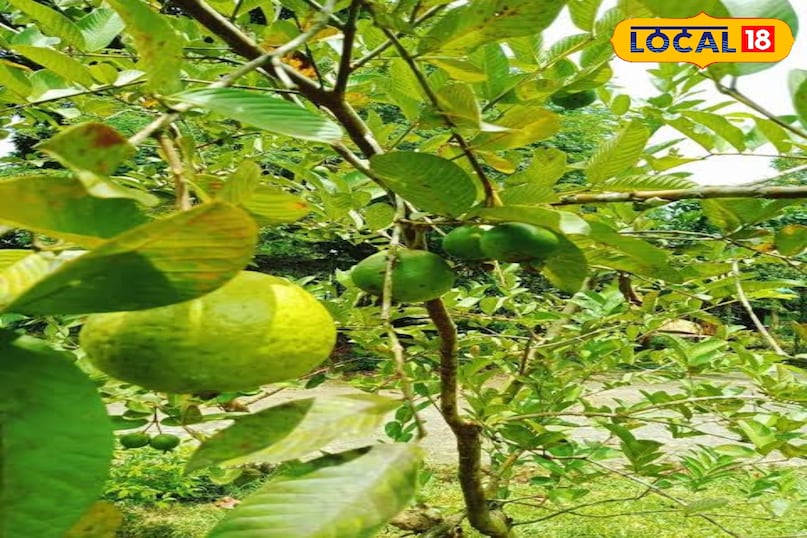 किचन गार्डन में अमरूद लगाएं: आसान तरीका, कम मेहनत और ज्यादा फल