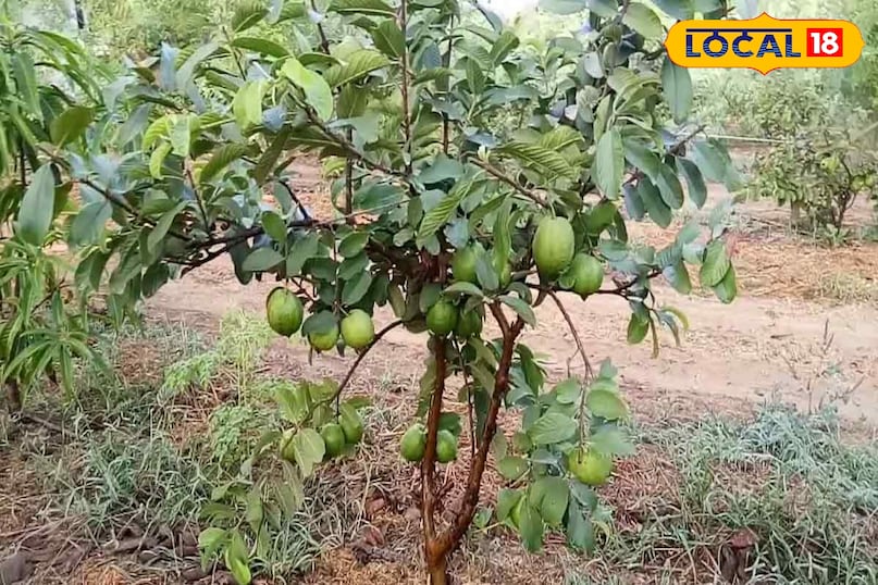 किचन गार्डन में अमरूद लगाएं: आसान तरीका, कम मेहनत और ज्यादा फल