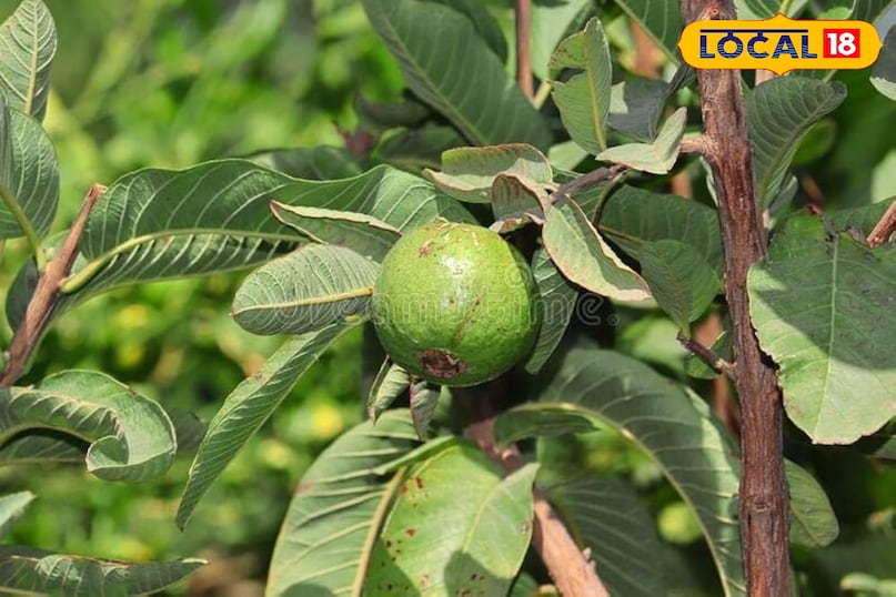 किचन गार्डन में अमरूद लगाएं: आसान तरीका, कम मेहनत और ज्यादा फल