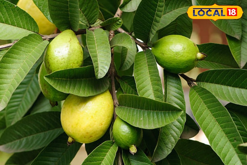 किचन गार्डन में अमरूद लगाएं: आसान तरीका, कम मेहनत और ज्यादा फल