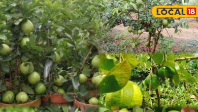 Guava Planting Tips for Home Garden