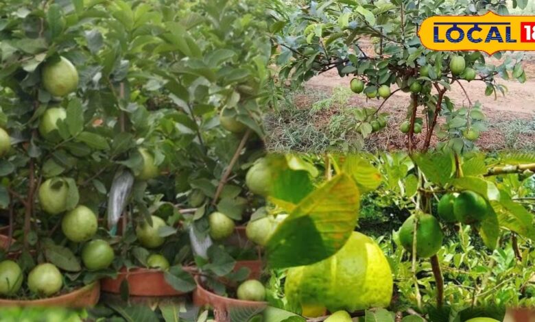 Guava Planting Tips for Home Garden