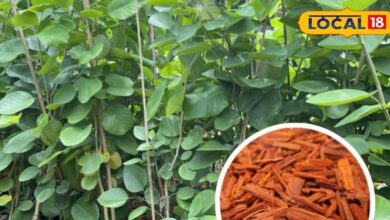 Balcony Gardening Tips, Red Gold Plant Price, Saffron Growing at Home, Lal Sona Plant Balcony, Home Gardening Ideas, Balcony Organic Gardening,