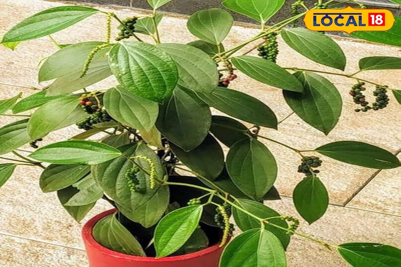 कटिंग से नया पौधा तैयार करना किसी स्वस्थ काली मिर्च के पौधे से एक 4-6 इंच लंबी, हरी और स्वस्थ टहनी काट लें। नीचे के पत्ते हटा दें।कटिंग के निचले सिरे को रूटिंग हॉर्मोन पाउडर में डुबो सकते हैं इससे जड़ें जल्दी निकलती हैं।