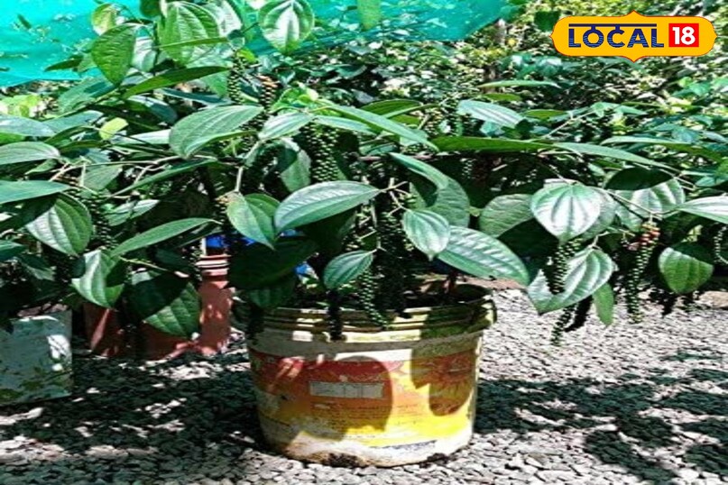 धूप, पानी और खाद का सही प्रबंधन काली मिर्च के पौधे को रोजाना 4-6 घंटे की अच्छी धूप चाहिए। बालकनी में ऐसी जगह रखें जहाँ सुबह की धूप आती हो। गर्मियों में रोज़ाना हल्का पानी दें। सर्दियों में मिट्टी सूखने पर पानी दें। हर 3-4 हफ्ते में एक बार जैविक खाद दें। वर्मीकम्पोस्ट, गोबर की खाद, या फल-फूल बढ़ाने वाली तरल खाद दी जा सकती है।