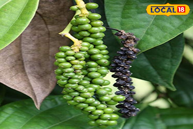 कीटों और बीमारियों से बचाव पत्तियों की निचली सतह और नई कलियों को रेगुलर चेक करते रहें। नीम के तेल का स्प्रे बनाकर 10 दिन में एक बार छिड़कें। मिट्टी को ज्यादा गीला न रखें। हल्का फफूंद दिखे तो दालचीनी पाउडर मिट्टी पर छिड़क दें। लहसुन की कुछ कलियाँ पीसकर पानी में उबालें, ठंडा करके छान लें और इस पानी का स्प्रे करें।