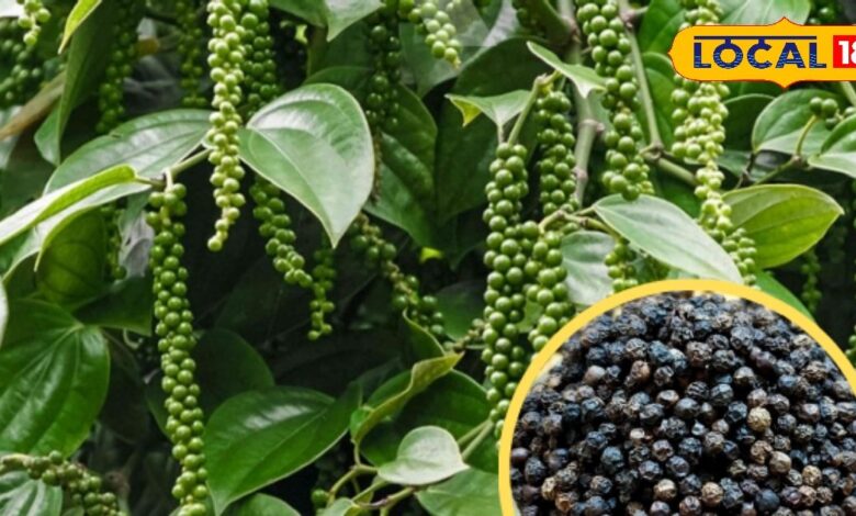 Black Pepper Gardening Tips | Kali Mirch Plant Care | Spice Garden at Home | How to Grow Black Pepper | Balcony Gardening Spices | Home Organic Spices | Kali Mirch Pot Growing Guide | Winter Gardening Tips