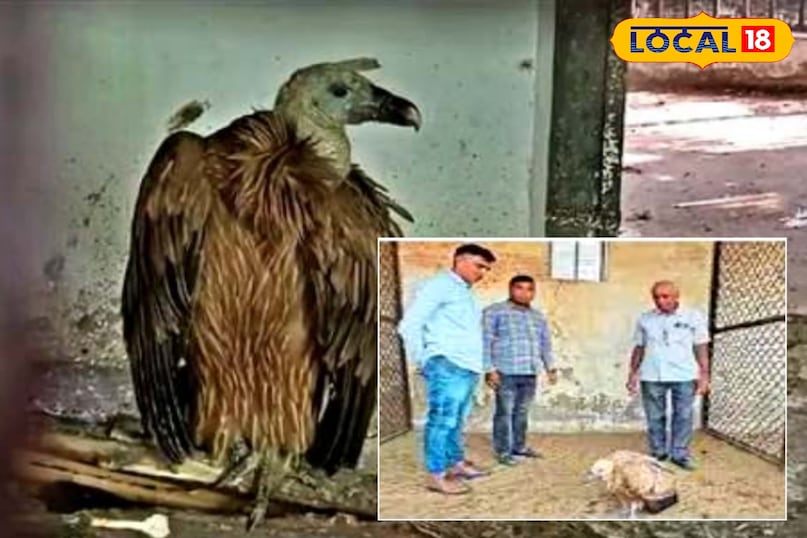 विशाल पक्षी 