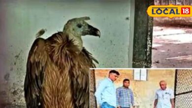 नागौर में पहली बार दिखा हिमालयन ग्रिफिन वल्चर...वन्यजीव संरक्षण में मिली बड़ी सफलता!