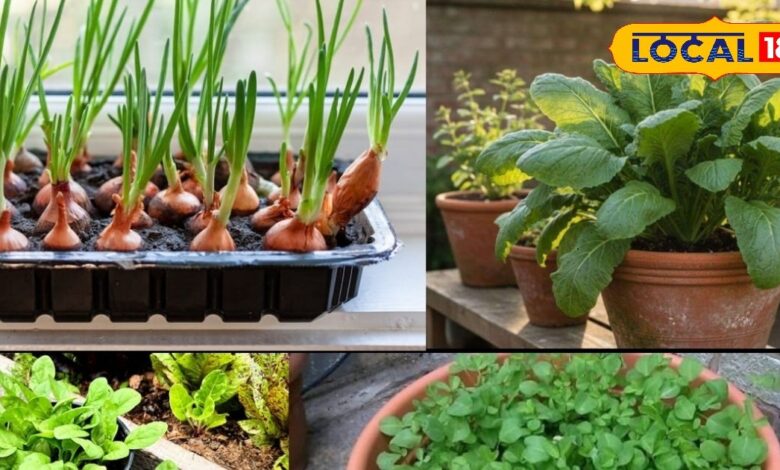 Gardening Tips: गमले में उगाएं सब्जियां! ये आसान टिप्स अपनाते ही घर की बालकनी बन जाएगी मिनी सब्जी मंडी