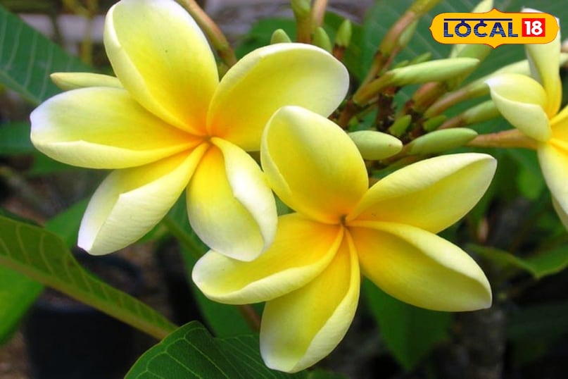 गार्डेनिंग टिप्स 