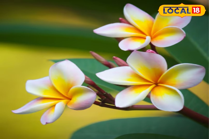 गार्डेनिंग टिप्स 