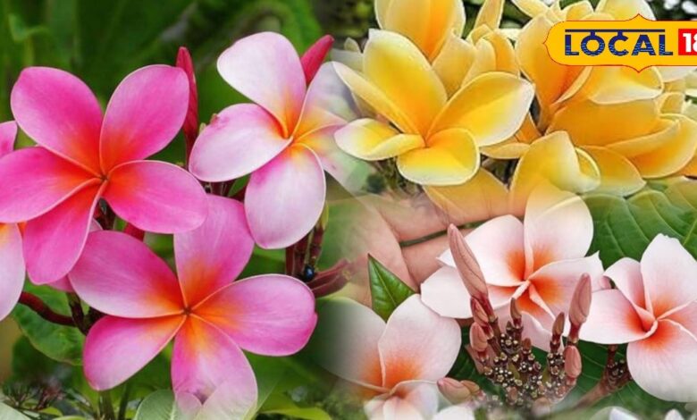 Champa Plant Care & Benefits