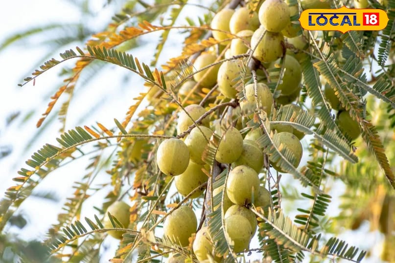 आंवला आंवला