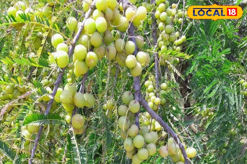 आंवला आंवला