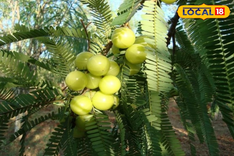 आंवला आंवला