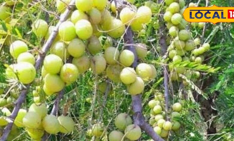 किसानों के लिए लाखों की कमाई का जरिया बना यी खट्टा फल, डिमांड भी जबरदस्त और रोजगार का भी बना जरिया