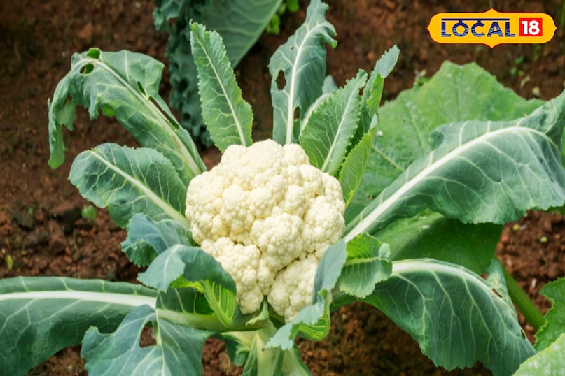 फूल गोभी की खेती 