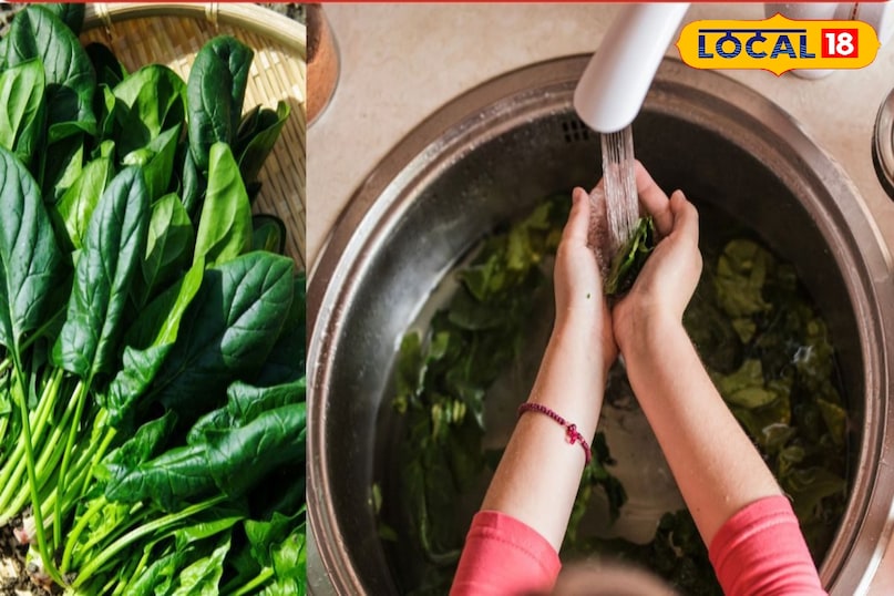 इससे इसकी पत्तियां कुरकुरी और ताजी बनी रहती है इससे इसकी पत्तियां कुरकुरी और ताजी बनी रहती है