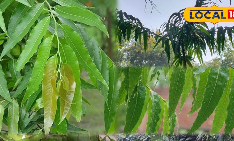 Health Tips | Benefits of Home Medicinal Trees | Health Tips Hindi | Ayurveda Natural Treatment | Panacea Trees for Diseases | Home Remedies | Natural Herbal Tree Benefits