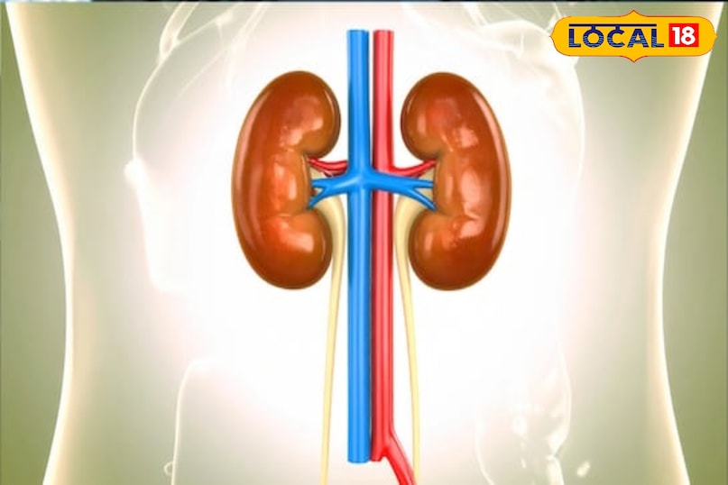 किडनी की सुरक्षा भिंडी का पानी किडनी को नुकसान पहुँचाने वाले विषैले पदार्थों से बचाता है। यह किडनी को स्वस्थ रखने और उसके बेहतर तरीके से काम करने में मदद कर सकता है। 