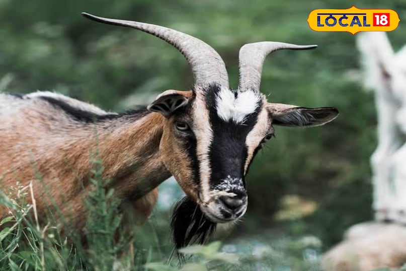 इन बकरियों के दूध में वसा 3-4 फीसदी होता है इन बकरियों के दूध में वसा 3-4 फीसदी होता है