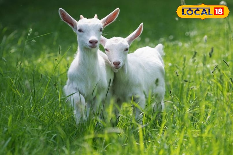 इन बकरियों का औसत दूध उत्पादन 2 से 5 किलोग्राम होता है इन बकरियों का औसत दूध उत्पादन 2 से 5 किलोग्राम होता है