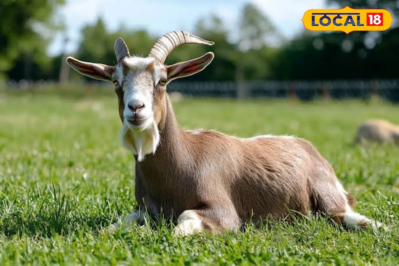 इसका औसत दूध उत्पादन 5.5 किलोग्राम होता है इसका औसत दूध उत्पादन 5.5 किलोग्राम होता है