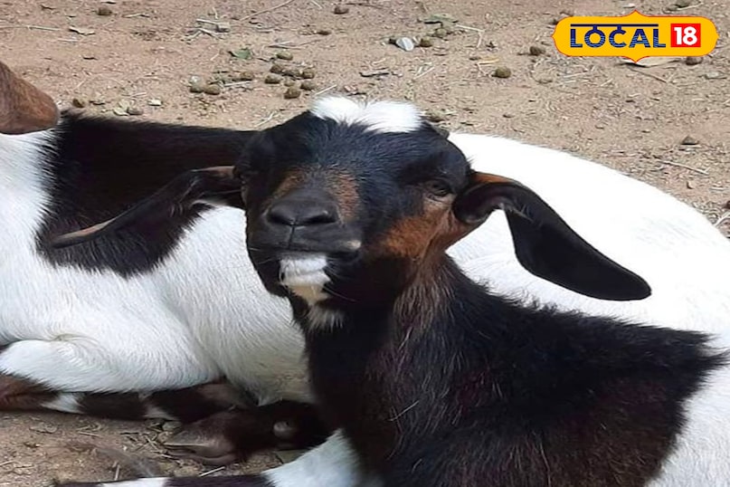 इसकी क्रॉस ब्रिटेन की देशी नस्ल और भारत की जमुनापारी नस्ल से किया गया है इसकी क्रॉस ब्रिटेन की देशी नस्ल और भारत की जमुनापारी नस्ल से किया गया है